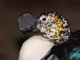 Comb Duck Portrait, Madagascar Posters by Pete Oxford