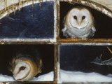 Barn Owls Looking out of a Barn Window Germany Prints by Dietmar Nill