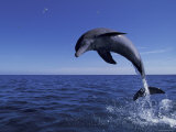 Bottlenose Dolphin Leaping, Bahamas Poster by John Downer