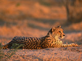 Cheetah, at Sunset, Okavango Delta, Botswana Photo by Pete Oxford