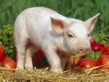 Domsetic Piglet with Vegetables, USA Posters by Lynn M. Stone