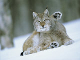 European Lynx Male Grooming in Snow, Norway Láminas por Pete Cairns