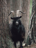 Feral Goat Male in Pinewood (Capra Hircus), Scotland Posters by Niall Benvie
