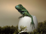 Baby Iguana Placed in a Goose Egg, (Iguana Iguana) Prints by Jurgen Freund