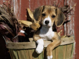 Beagle Dog Puppy Posters par Lynn M. Stone