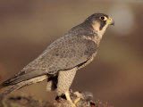 Peregrine Falcon Female (Falco Peregrinus), Subspecies Brookei from Southern Europe Stampa fotografica di Niall Benvie Peregrine Falcon Female (Falco Peregrinus), Subspecies Brookei from Southern Europe Stampa fotografica di Niall Benvie