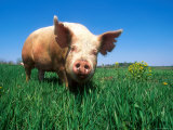 Domestic Pig Portrait, Yorkshire Breed Posters by Lynn M. Stone
