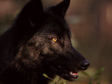 Grey Wolf in Woodland, Minnesota, USA Posters by Lynn M. Stone