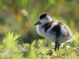 Shelduck Duckling, Belgium, Europe Posters by Bernard Castelein