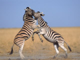 Common Zebra Males Fighting, Etosha National Park, Namibia Posters par Tony Heald