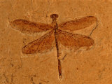 Fossil Insect, Dragonfly, Early Cretaceous, Brazil Prints by John Cancalosi