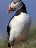 Puffin Portrait, Western Isles, Scotland, UK Affiches par Pete Cairns