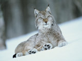 European Lynx in Snow, Norway Posters par Pete Cairns