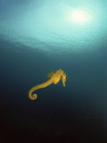 Yellow Seahorse Against Sunlight, Mediterranean Sea Pôsters por Jurgen Freund Yellow Seahorse Against Sunlight, Mediterranean Sea Pôsters por Jurgen Freund
