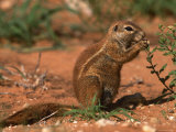 Cape Ground Squirrel Feeding, Kgalagadi National Park, South Africa Posters by Pete Oxford