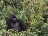 Silverback Mountain Gorilla, Amongst Vegetation, Zaire Poster von Staffan Widstrand