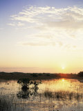 Red Mangrove Trees (Rhizophora Mangle) at Sunset, Everglades National Park, Florida Posters by Jurgen Freund Red Mangrove Trees (Rhizophora Mangle) at Sunset, Everglades National Park, Florida Posters by Jurgen Freund