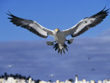 Cape Gannet Landing, Lamberts Bay, South Africa Photographie par Tony Heald