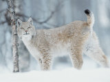 European Lynx in Birch Forest in Snow, Norway Poster by Pete Cairns
