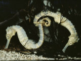 Yellow Seahorses (Hippocampus Guttulatus) Mediterranean Poster autor Jurgen Freund
