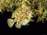 Sargassum Frogfish (Histrio Histrio) on Sargassum Seaweed off Cape Verde Islands, Atlantic Prints by David Shale