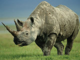 Black Rhino Portrait, Ngorongoro Nr, Tanzania Poster van Staffan Widstrand Black Rhino Portrait, Ngorongoro Nr, Tanzania Poster van Staffan Widstrand