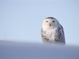 Female Snowy Owl Against Sky, Scotland, UK Stampa fotografica di Niall Benvie Female Snowy Owl Against Sky, Scotland, UK Stampa fotografica di Niall Benvie