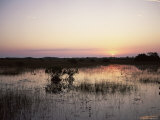 Red Mangrove Trees (Rhizophora Mangle) at Sunset, Everglades National Park, Florida Poster by Jurgen Freund