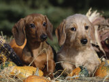 Dachshund Dog Puppies, Smooth Haired and Wire Haired Posters by Lynn M. Stone