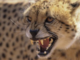 Cheetah Snarling (Acinonyx Jubatus) Dewildt Cheetah Research Centre, South Africa Photo by Tony Heald