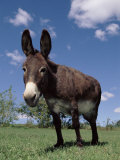 Lynn M. Stone - Domestic Donkey, Wisconsin, USA - Posterler Lynn M. Stone - Domestic Donkey, Wisconsin, USA - Posterler