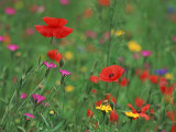 Wild Flowers, Including Poppy and Corncockle, Cultivated for Seed, Netherlands Stampa fotografica di Niall Benvie Wild Flowers, Including Poppy and Corncockle, Cultivated for Seed, Netherlands Stampa fotografica di Niall Benvie