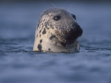 Grey Seal Watching from Water Posters par Niall Benvie