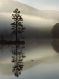 Scots Pine Tree Reflected in Lake at Dawn, Loch an Eilean, Scotland, UK Posters by Pete Cairns
