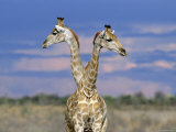 Giraffes (One or Two), Etosha National Park, Namibia Print by Tony Heald