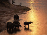African Elephants Drinking in Chobe River at Sunset, Botswana, Southern Africa Posters by Tony Heald