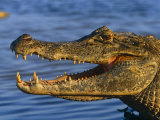 Spectacled Caiman, Llanos, Hato El Frio, Venezuela Posters by Francois Savigny