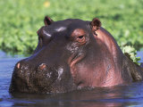 Hippopotamus Head Above Water, Kruger National Park, South Africa Posters af Tony Heald Hippopotamus Head Above Water, Kruger National Park, South Africa Posters af Tony Heald