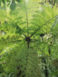 High Angle View Through Tree Fern, Monteverde Natural Reserve, Costa Rica Poster av Juan Manuel Borrero