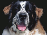 St.Bernard, USA Photo by Lynn M. Stone
