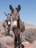 Lynn M. Stone - Wild Burro, Arizona/Nevada, USA, North America - Afiş Lynn M. Stone - Wild Burro, Arizona/Nevada, USA, North America - Afiş