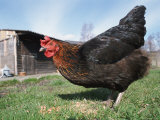 Domestic Hen Free Range, Scotland, UK Posters par Pete Cairns