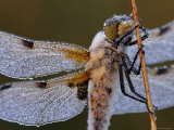 Four Spotted Libellula Dragonfly Covered with Dew, Kalmthoutse Heide, Belgium Prints by Bernard Castelein