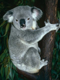 Koala, in Tree, Queensland, Australia Poster von Lynn M. Stone