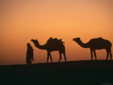 Dromedary Camels with Handler at Dawn, Rajasthan, India Affiches par Ingo Arndt