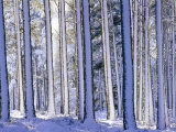 Pine Forest after Snowstorm, Strathspey, Scotland, UK Prints by Pete Cairns Pine Forest after Snowstorm, Strathspey, Scotland, UK Prints by Pete Cairns