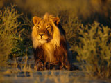 Lion Male, Kalahari Gemsbok, South Africa Posters par Tony Heald