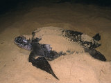 Leatherback Turtle Female Laying Eggs at Night, Matura Beach, Trinidad Prints by Pete Oxford