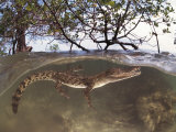 Juvenile Saltwater Crocodile, Amongst Mangroves, Sulawesi, Indonesia Photo by Jurgen Freund