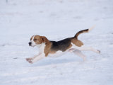 Beagle Running Through Snow, USA Print by Lynn M. Stone